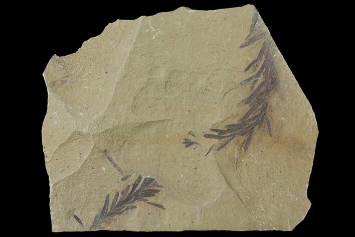 Dawn Redwood (Metasequoia) Fossils - Montana #126632